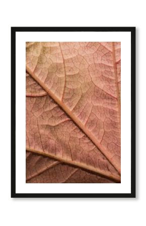 Close-up of textured orange leaf