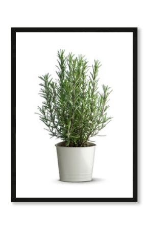 rosemary plant