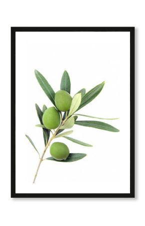 Isolated olive branch