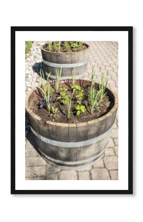 Herb Garden in Wine Barrels