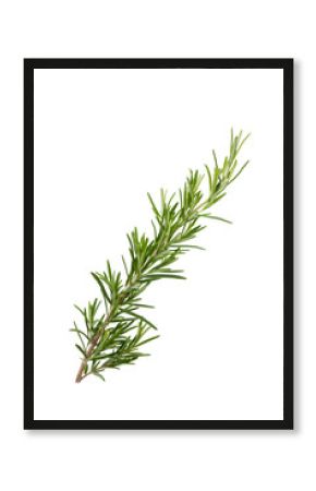 rosemary branch