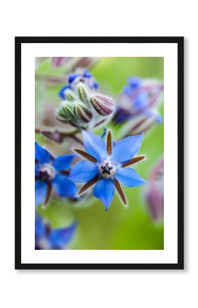 Borretsch / Gurkenkraut (Borago officinalis)