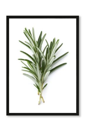 rosemary herb spice leaves isolated on white background cutout