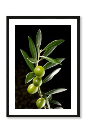 olive tree branch on black