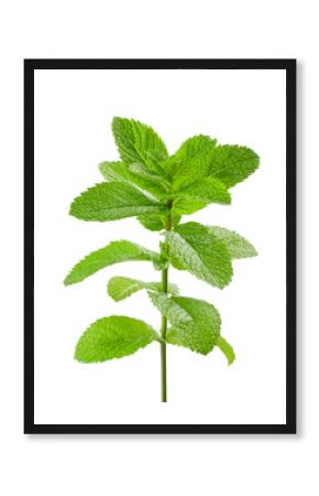 mint isolated on white