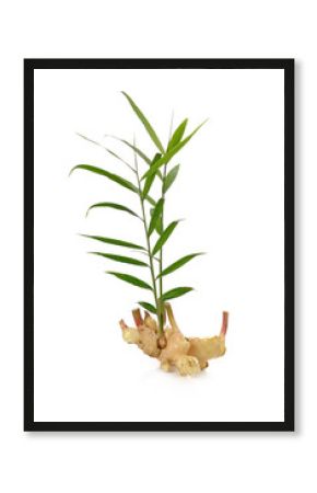 Fresh ginger isolated on white background