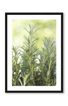 fresh rosemary in the garden (rosmarinus officinalis)