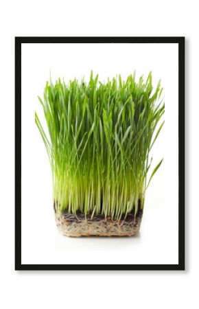 Young wheat grass