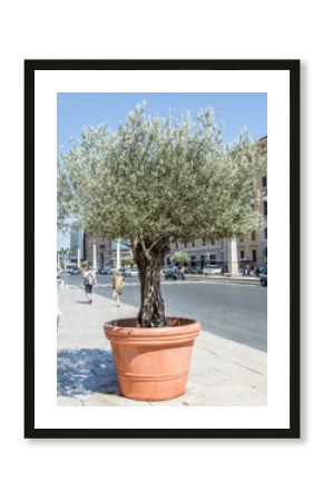 Olive tree in the pot on the street.