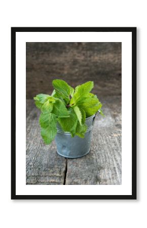 Fresh garden mint  