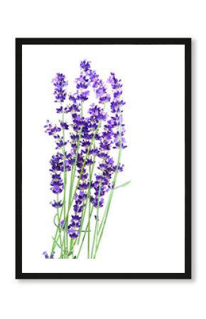 Lavender flowers in closeup isolated on white background