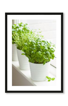 fresh basil thyme herb in a pot