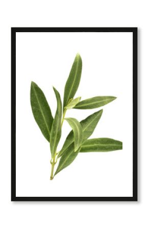Photo of green olive branch, isolated on white