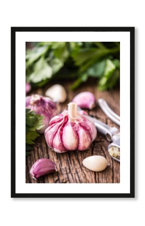 Garlic. Fresh garlic bulbs on old wooden board. Red violet garlic.