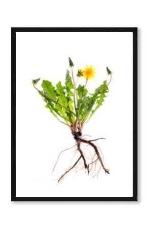 Yellow dandelion flowers on a white background