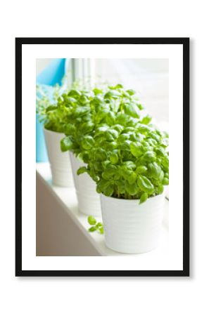 fresh basil and thyme herbs in flowerpot on window, watering can