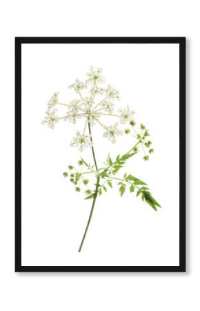 Cow Parsley (Anthriscus sylvestris)
