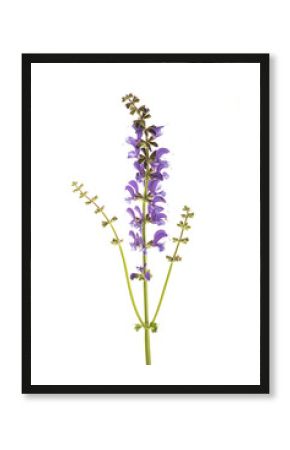 Meadow sage (Salvia pratensis)