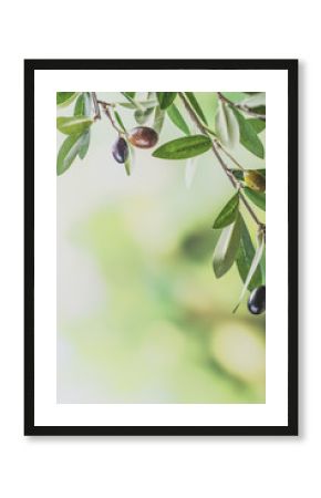 Green olive tree branch