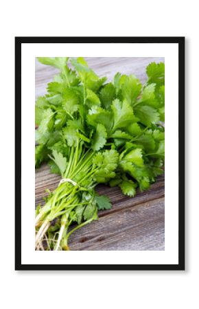 fresh coriander or cilantro bouquet