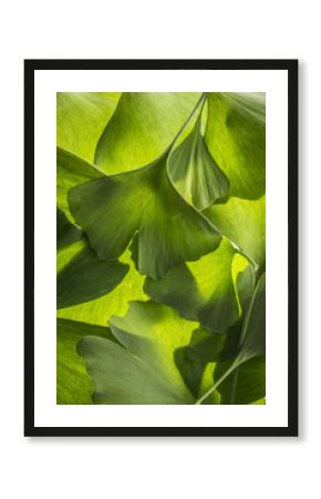 the background from fresh green Ginkgo biloba leaves
