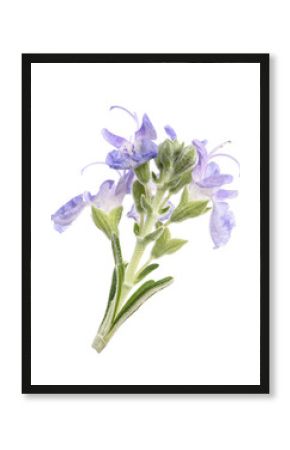 Rosemary  flowers