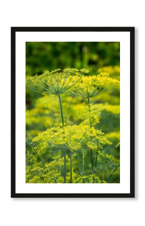 Fresh dill growing in the field in summer