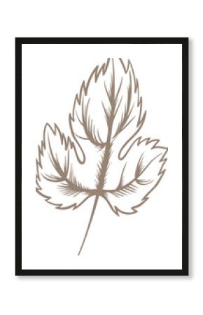 Vector illustration is showcasing brown stylized leaf with serrated lobes, transparent background