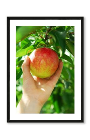 Picking an apple