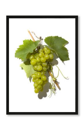 tasty wine grapes