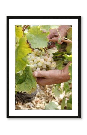 Vendemmia bianca
