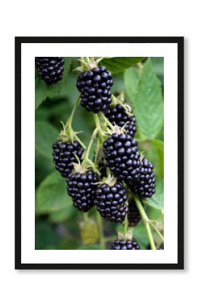 Brombeeren - Rubus sectio Rubus
