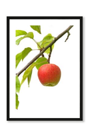 Reifer Apfel am Baum - freigstellt