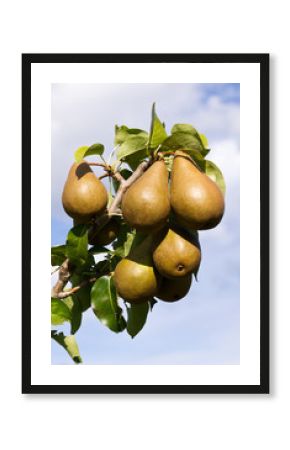 Bosc pears ready to pick