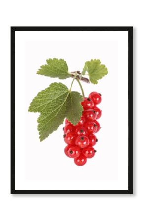 Red currants, rote Johannisbeeren, freigestellt