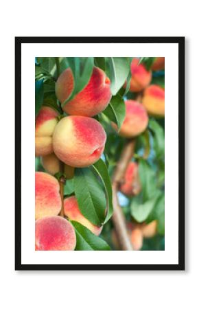 Peaches on the tree branches