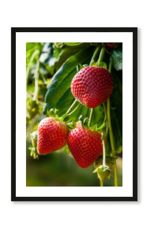 Ripe strawberries.