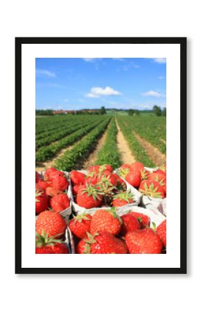 Erdbeeren Plantage an einem sonnigen Tag