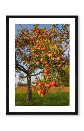 apple's at appletree 