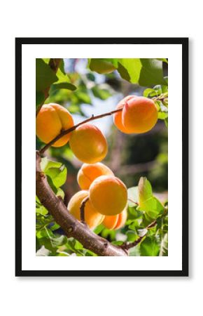 Ripe apricots on a tree
