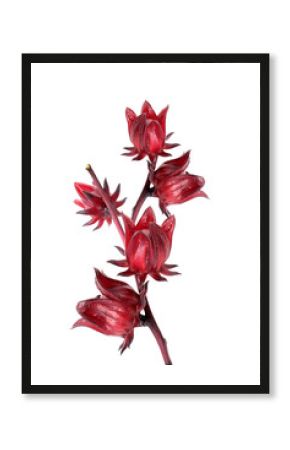 Hibiscus sabdariffa or roselle fruits