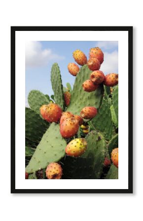 Prickly pears (Opuntia ficus-indica), also known as indian figs, opuntia, barbary figs, and cactus pears. Photo taken in Sicily where they are known as 'fico d'india'.