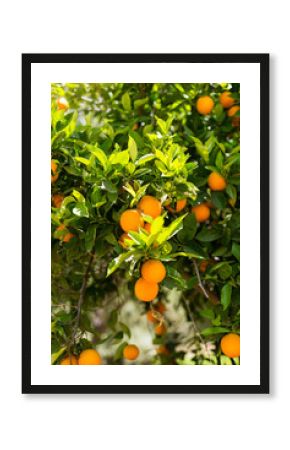 Oranges on a tree in the south-central of Crete near the village Matala in April, shortly before the harvest. Oranges are an export article from Greece