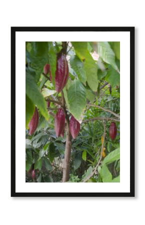 Fruto del cacao maduros en el árbol