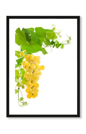 raisin blanc et vigne, fond blanc