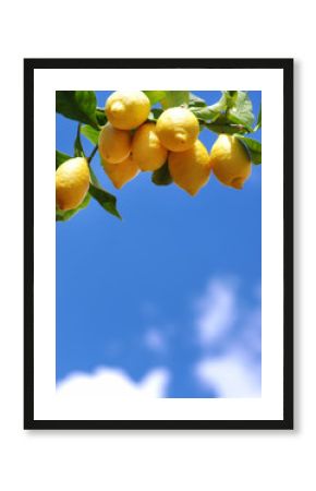 ripe lemons on tree against blue sky