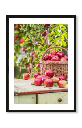 Fresh ripe red apples in wooden basket on garden table