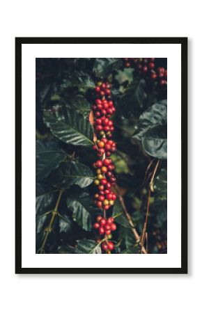 cherry coffee Good quality red coffee beans exuberant coffee tree