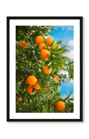 Fresh oranges growing on orange tree