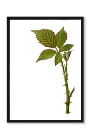 Bramble with thorns isolated one white